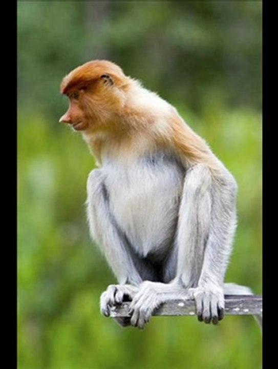 Canon PowerShot SX260 HS Black Friday 2012 Best Deal