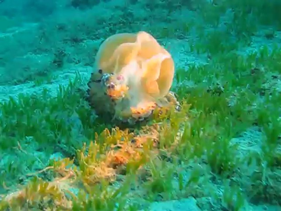 Τραυματισμένη μεδουσσα Cotylorhiza tuberculata K.Ladas