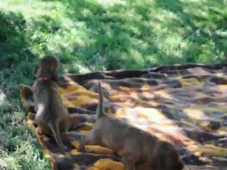 08.09.2012 bébés H ont 4 semaines