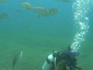 antalya konyaltı falez dalışı akya balığı 2 (ate)