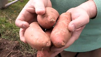 How To Plant Sweet Potato Slips