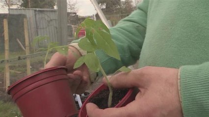How To Grow Your Own Tomato From Plant