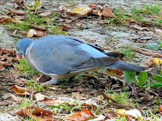 Les oiseaux du jardin du cerisier