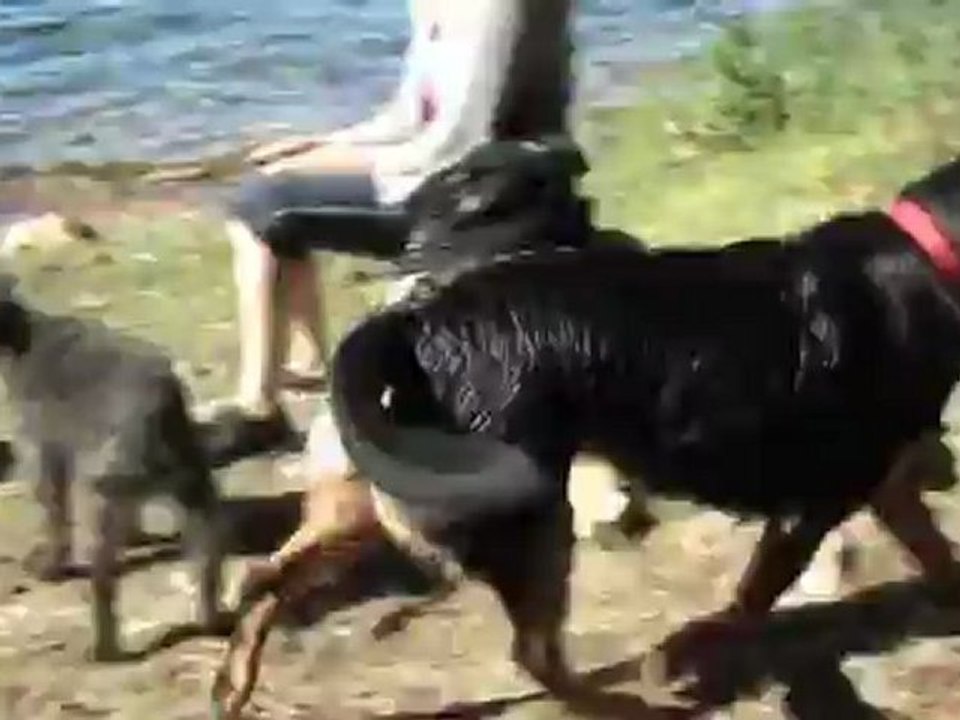 New01.mpg LAC DE ISSARLES      AUVERGNE   AOUT 2012