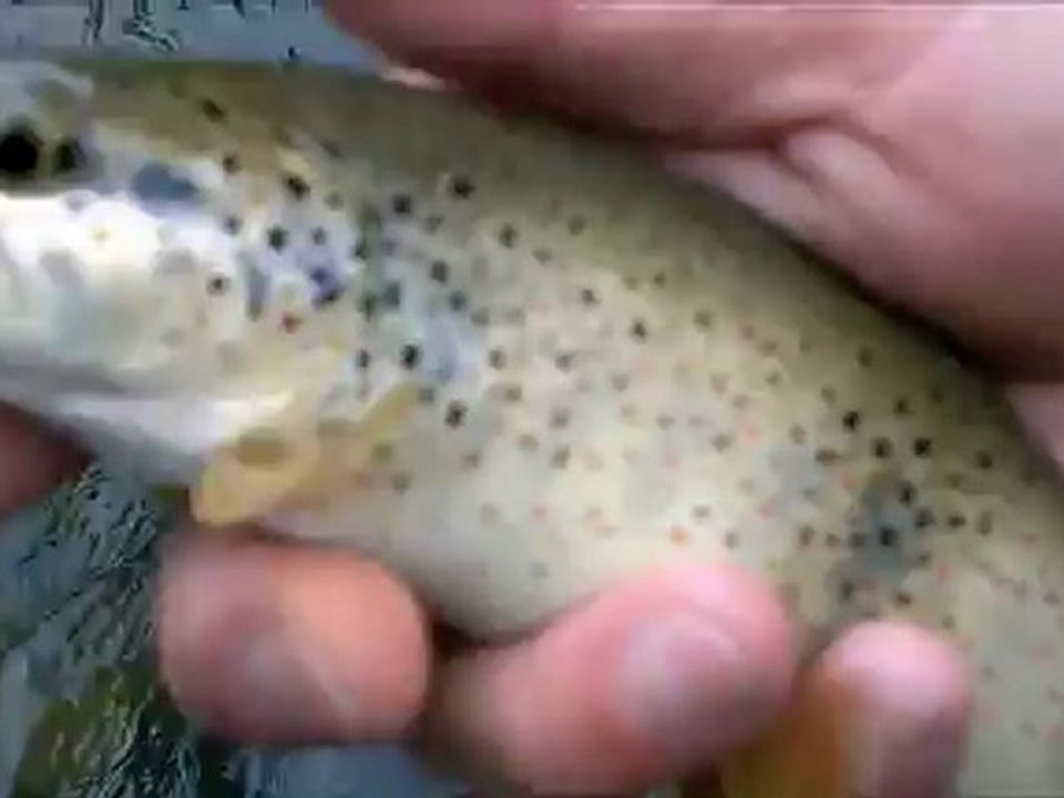 peche à la mouche /03sept/JURA