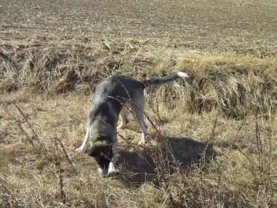 Laïka en chasse