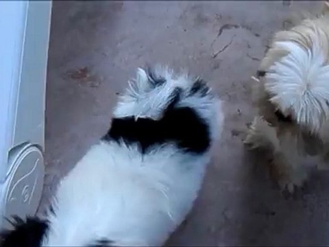 RAT MUTANT PRESENTE QUELQUES 4 PATTES