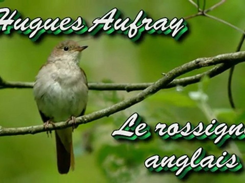 Le rossignol anglais d'H. Aufray par Jean-Loup