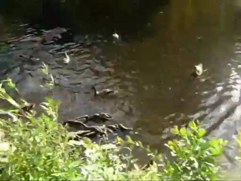 Les canards sur les Rives du Vincou (87)