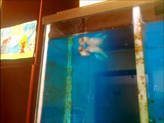 Olric Halfmoon (Erkek) X Red Combotion (Dişi) Üretim