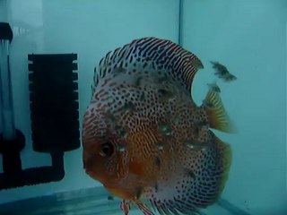 Lss-Turkuaz 2.çift-10.gün