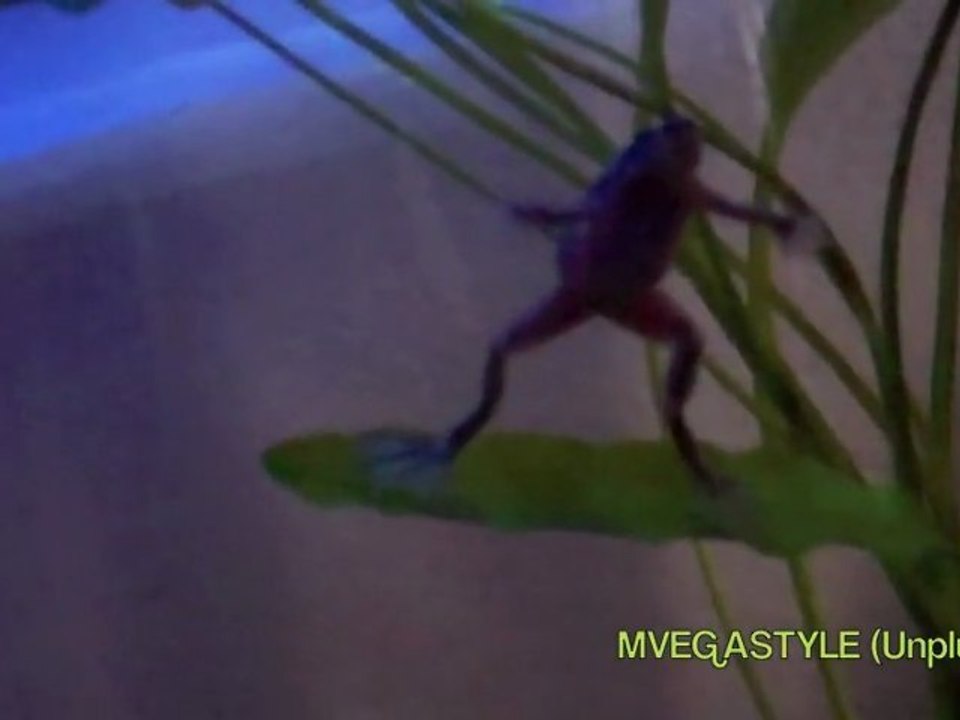 African Dwarf Frogs