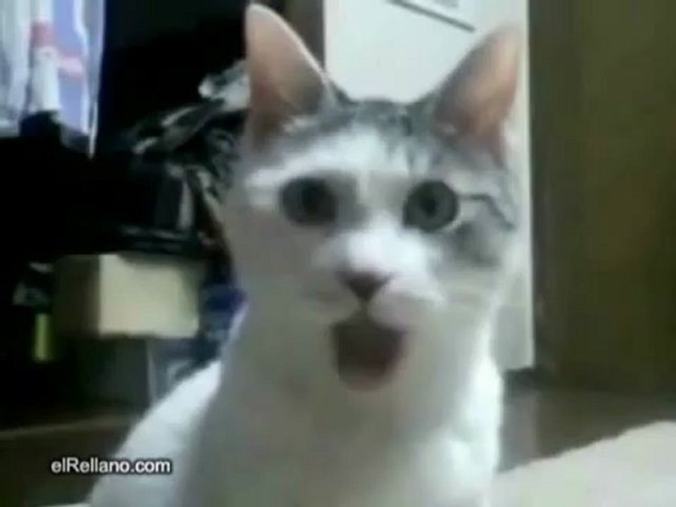 La tête du chat