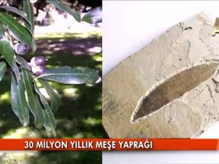 FOSİLLER ''EVRİM YOK'' DİYOR