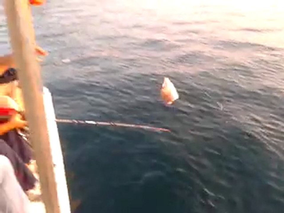 ismail kaptan balık avı video-2012-09-08 tel 05334559097