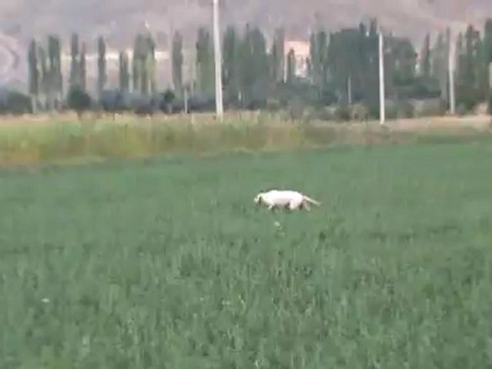 ŞİLA BILDIRCINDA