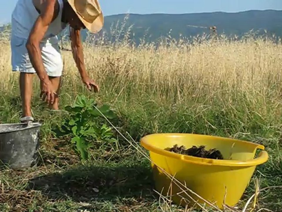 Clearing the weeds