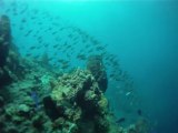 Snorkeling soufrière, Dominica