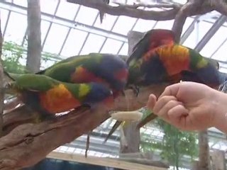 "Biotropica", une forêt tropicale à Val de Reuil