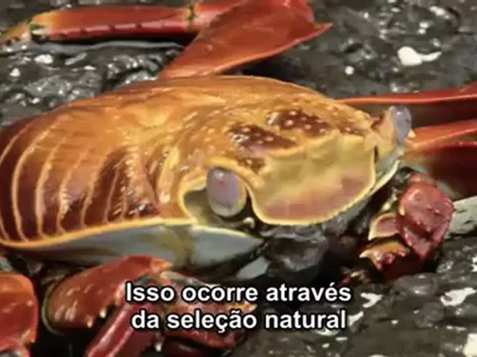 Anti-Evolução - [3 de 6] - The Voyage That Shook The World - Darwin Desmascarado!