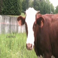 La plus belle c'est moi !