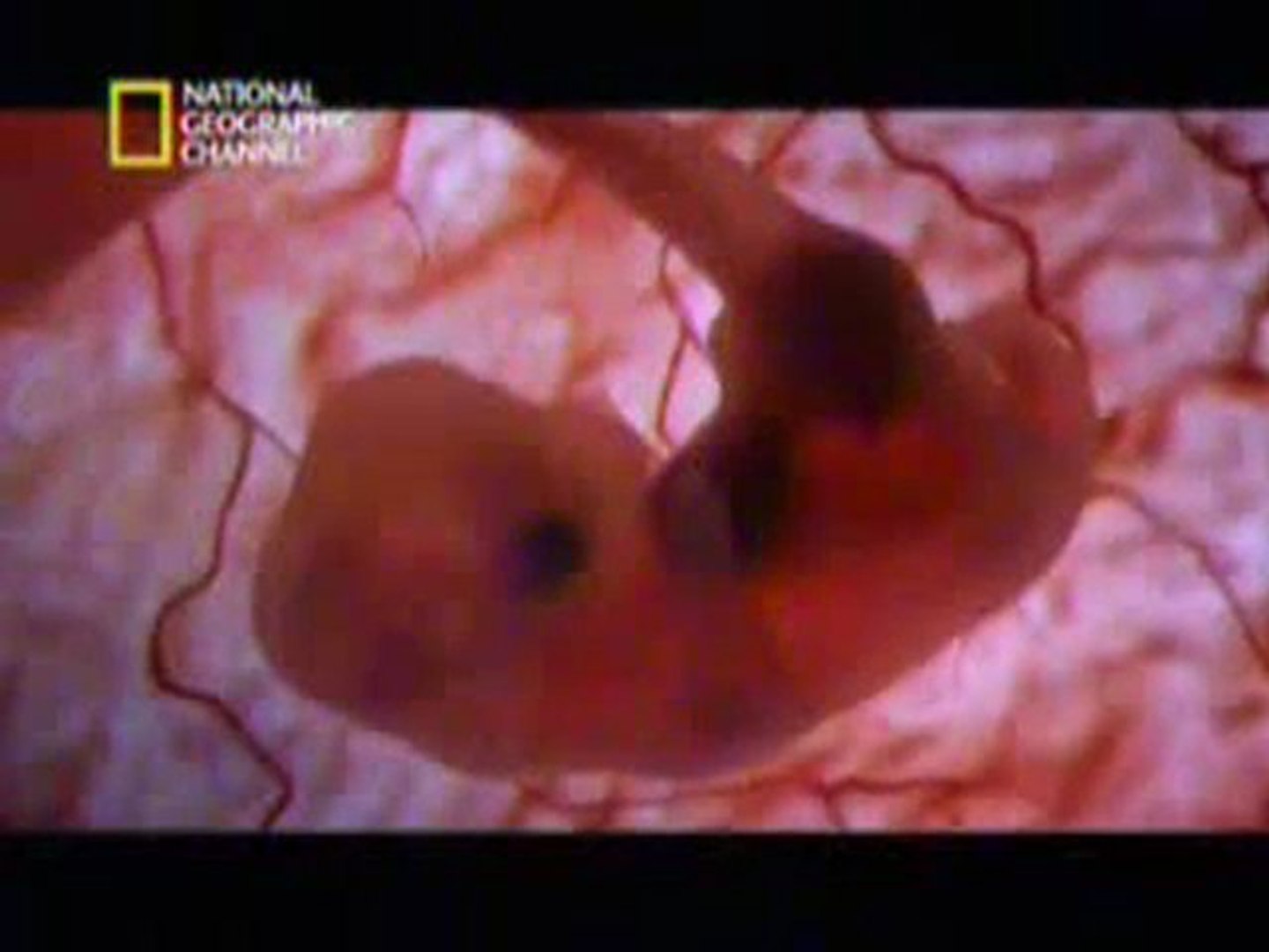 En el vientre materno Perros - Vídeo Dailymotion