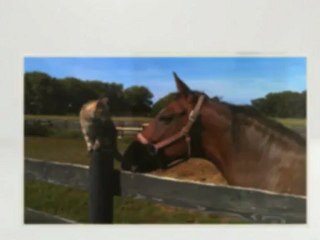 Volunteer at Our Humane Society! | Big Rock, IL (630) 556-3519