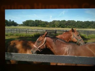 ILEHC Horses for Adoption | Big Rock, IL (630) 556-3519