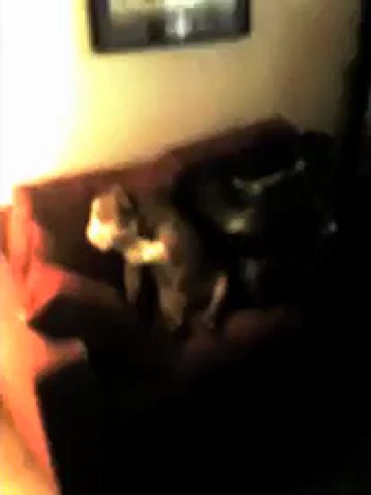 Le chien de Stéphanie est un pervers !