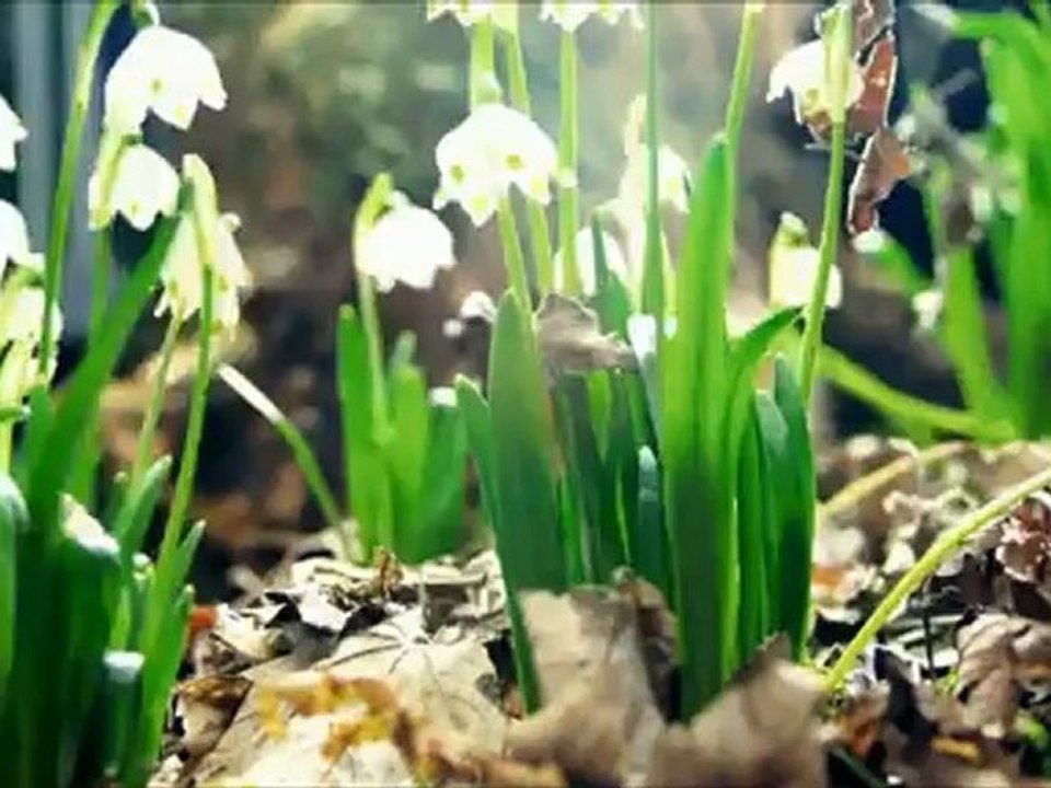 gürcan koç--gelincikle kardelenin aşkı