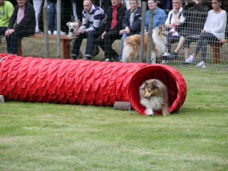 montage photos club agility quimper