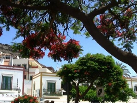 Canaries: Gran Canaria