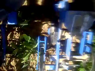 Démonstration John Deere ISteer sur bineuse Carré