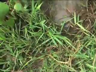 Veneçuela (segona part)