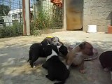 Elevage of passion amstaff / chiot amstaff