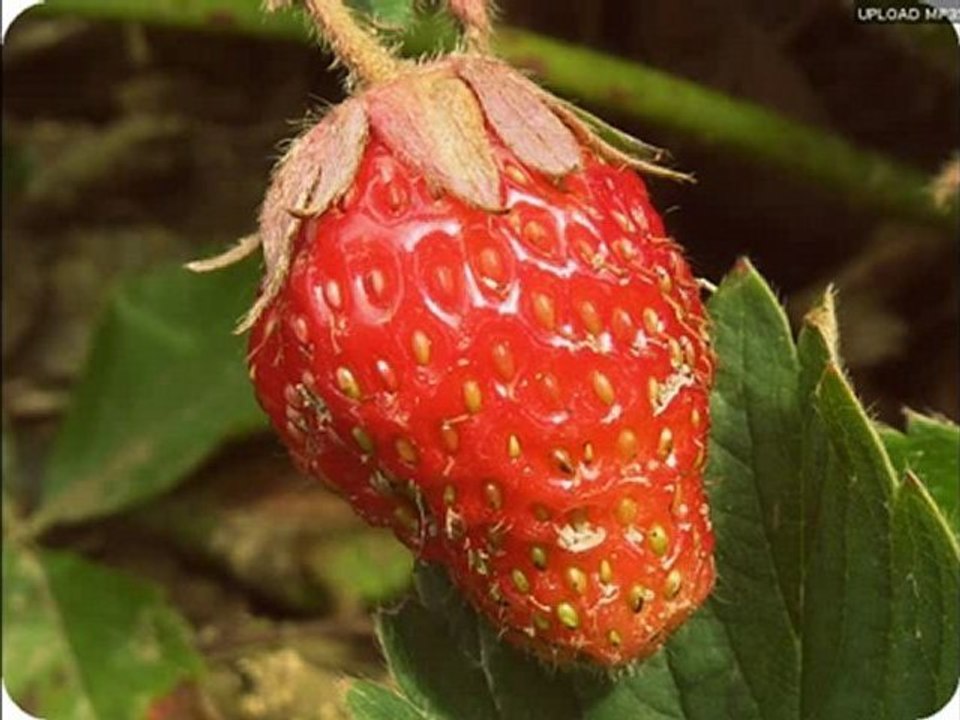 cultivons-notre-jardin