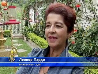 Сад колумбийки облюбовали колибри