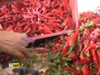 PAMUK VE BİBERDE HASAT ZAMANI