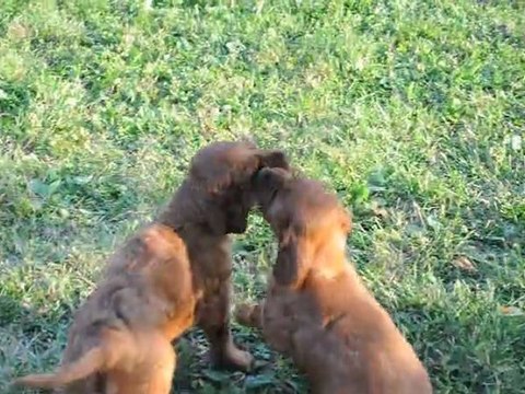 10.09.2012 bébés H FLAVY DE L'ANNEAU DU KERRY / CH.ARDEBRACCAN NOBLE SPIRIT AT TRAWRICKA