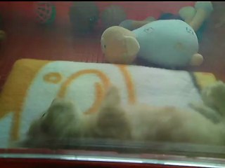 Milo joue et... s'effondre, épuisé...