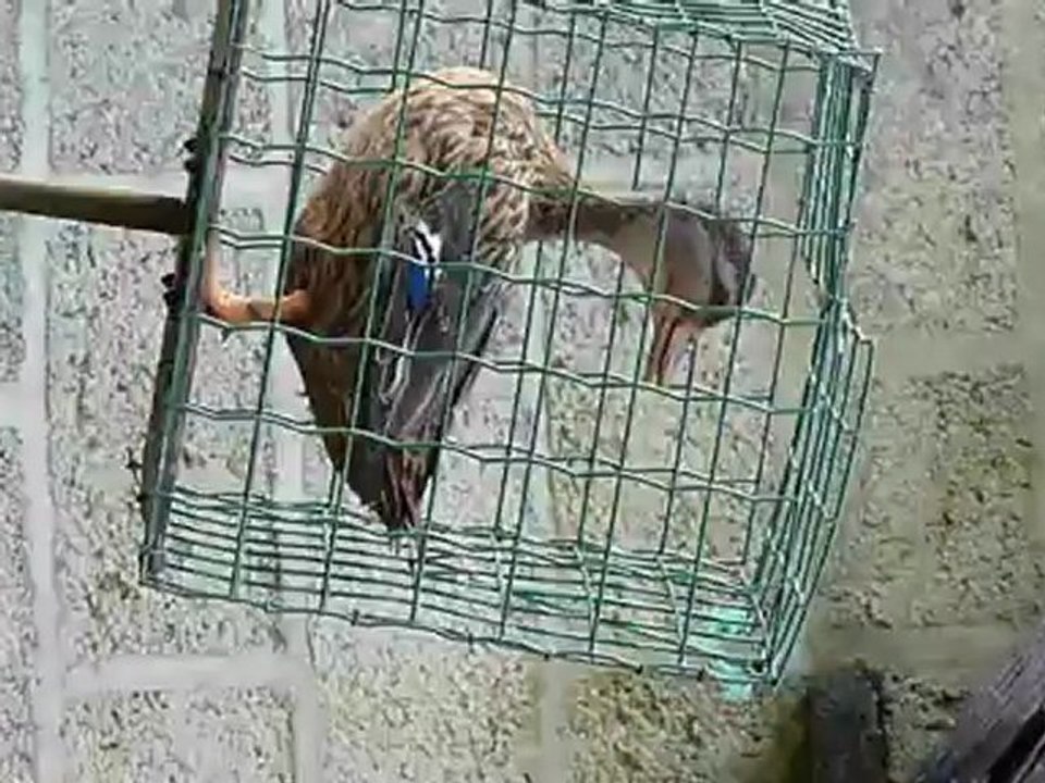 Cane allongeoire 2012