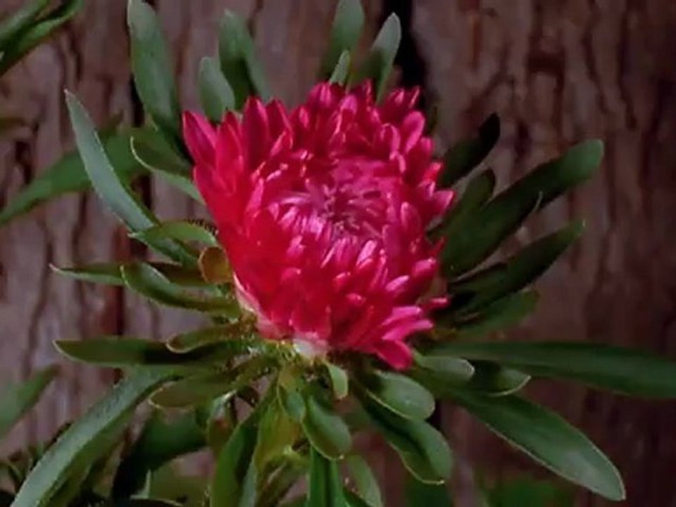 Flora in time lapse sequence (11 sep 2012 re-post)
