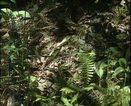 Времена и воины - Ниндзя Воины ночи