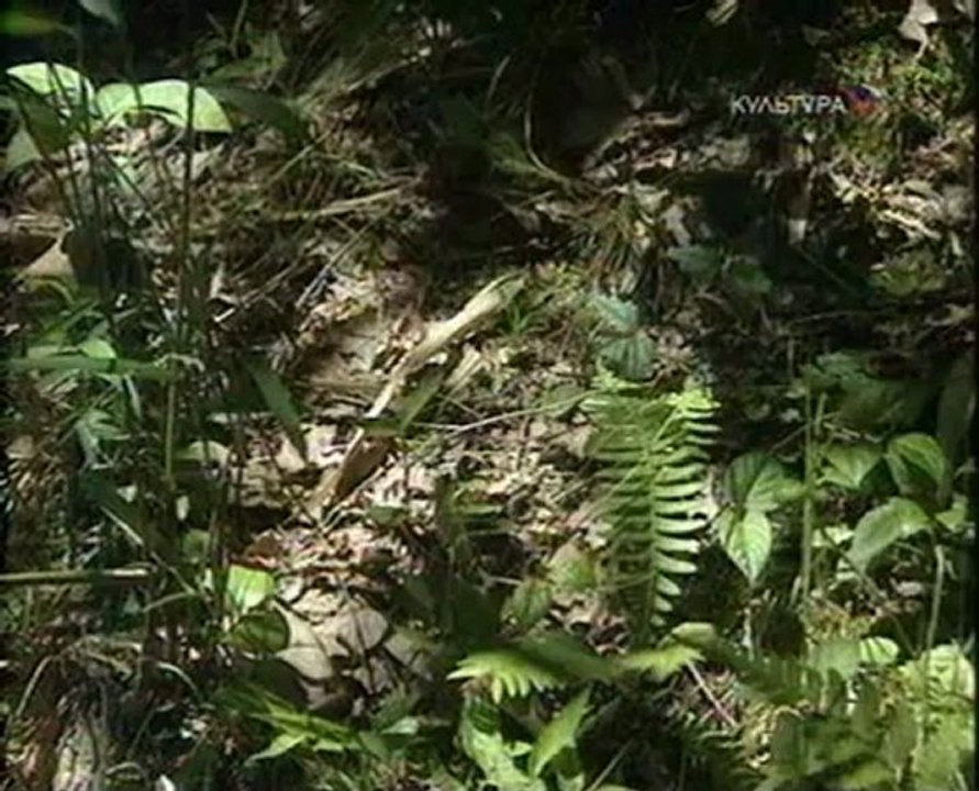 Времена и воины - Ниндзя Воины ночи