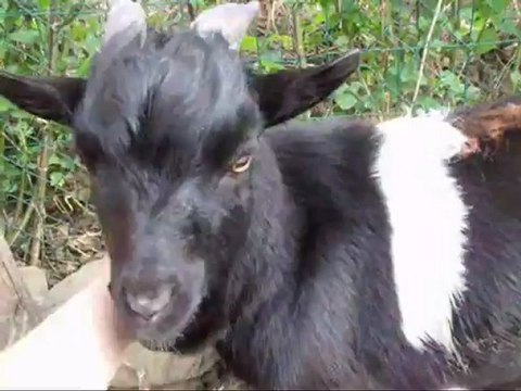 Scrat après la castration