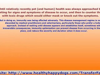 Immune System Booster For Your Pets