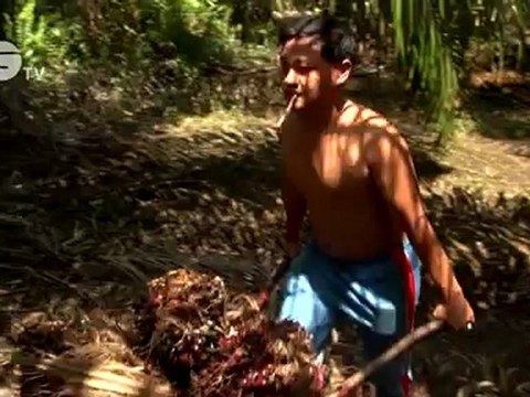 Good Oil - Sumatra's Sustainable Palm Oil