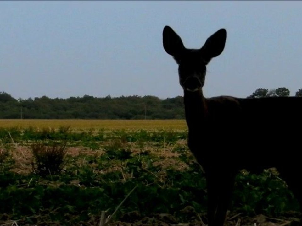 Un chevreuil fait la star