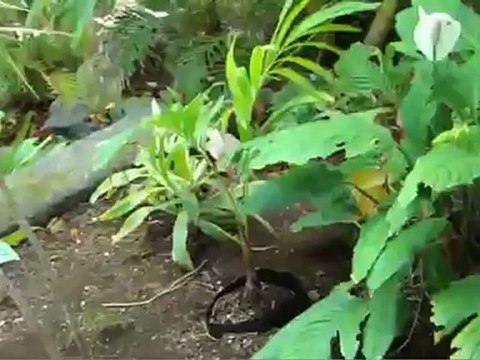 1357 Auwaiku St, Kailua, HI