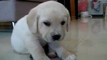 Манюнька Засыпает на Ходу